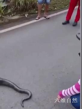 科技重塑生活，前沿跨街新纪元，最新过马路神器体验记