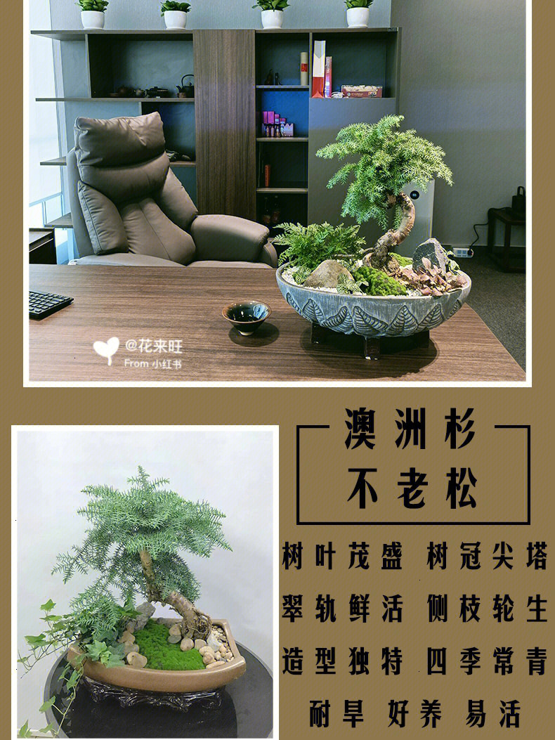 澳洲杉与友情的温馨日常